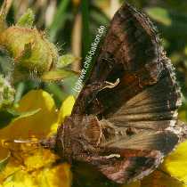 Gammaeule - Autographa gamma