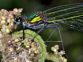 Gebnderte Prachtlibelle - Weibchen - Calopteryx splendens