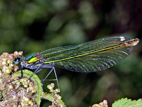 Gebnderte Prachtlibelle - Weibchen - Calopteryx splendens