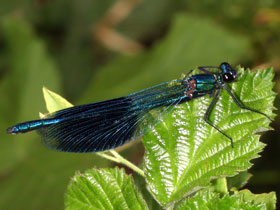 Gebnderte Prachtlibelle - Mnnchen - Calopteryx splendens