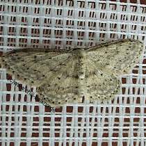 Grauer Zwergspanner - Idaea seriata