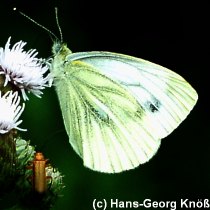 Grnaderweissling - Pieris brassicae