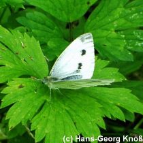 Grnaderweissling - Pieris brassicae