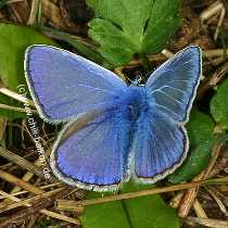 Hauhechel-Bluling - Polyommatus icarus - Mnnchen Oberseite