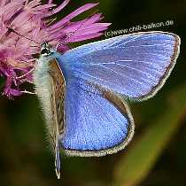 Hauhechel-Bluling - Polyommatus icarus - Mnnchen Oberseite