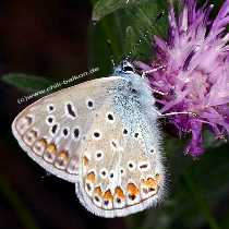 Hauhechel-Bluling - Polyommatus icarus - Mnnchen Unterseite