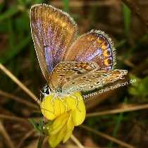 Hauhechel-Bluling - Polyommatus icarus - Weibchen Oberseite