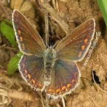 Hauhechel-Bluling - Polyommatus icarus - Weibchen Oberseite