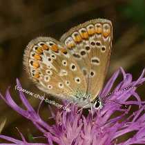 Hauhechel-Bluling - Polyommatus icarus - Weibchen Unterseite