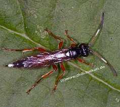 Ichneumon stramentarius