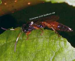 Ichneumon stramentarius