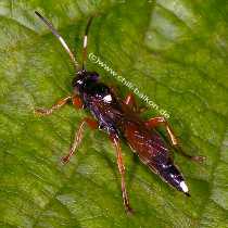 Ichneumon stramentarius