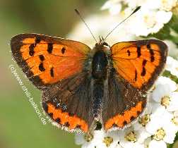 Kleiner Feuerfalter - Lycaena phlaeas