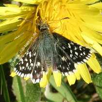 Kleiner Wrfeldickkopf - Pyrgus malvae