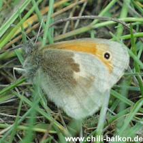 Kleines Wiesenvgelchen - Coenonympha pamphilus