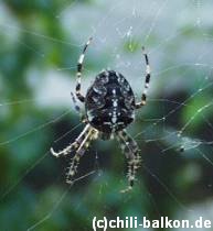 Kreuzspinne - Araneus diadematus