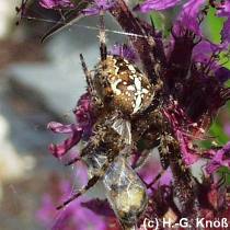 Kreuzspinne - Araneus diadematus