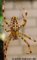 Kreuzspinne - Araneus diadematus