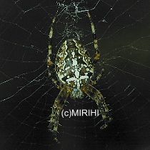Kreuzspinne