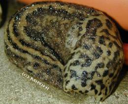 Limax maximus - Tigerschnegel