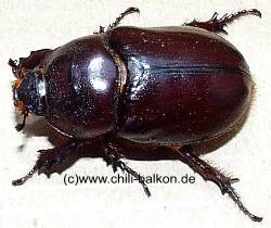 Nashornkfer Weibchen Orytes nasicornis