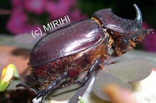 Nashornkfer - Oryctes nasicornis - Mnnchen