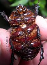 Nashornkfer - Oryctes nasicornis Unterseite