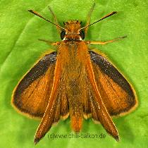 Orangefarbener  Braundickkopf - Thymelicus sylvestris