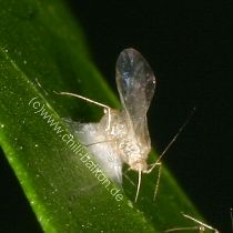 Durch Schlupfwespe parasitierte Blattlaus