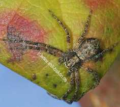 Flachstrecker - Philodromus aureolus
