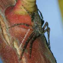 Flachstrecker - Philodromus aureolus