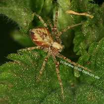 Unbekannter Flachstrecke Philodromus sp.