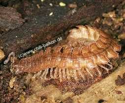 Polydesmus angustus - Rotbrauner Bandfer