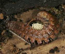 Polydesmus angustus - Rotbrauner Bandfer bewacht sein Gelege