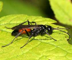 Wegwespe - Priocnemis sp.