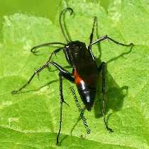 Wegwespe - Priocnemis sp.