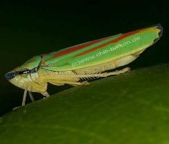 Rhododendronzikade - Graphocephala fennahi