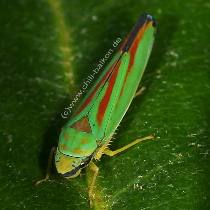 Rhododendronzikade - Graphocephala fennahi