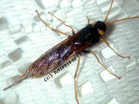 Riesenholzwespe - Urocerus gigas