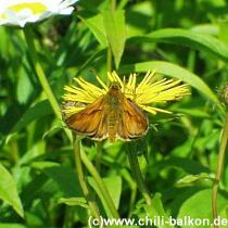 Rostfarbiger Dickkopffalter - Carteocephalus palaemon