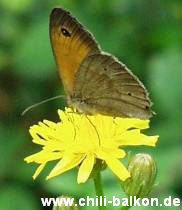 Rotbraunes Ochsenauge - Pyronia tithonus