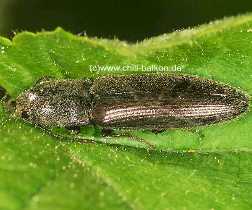 Saatschnellkfer - Agriotes lineatus