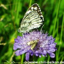 Schachbrettfalter - Melanargia galathea