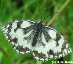 Schachbrettfalter - Melanargia galathea