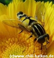 Schwebfliege