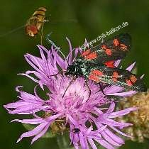 Sechsfleckwidderchen - Zygaena filipendula