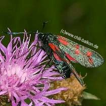 Sechsfleckwidderchen - Zygaena filipendula