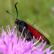 Sechsfleckwidderchen - Zygaena filipendula