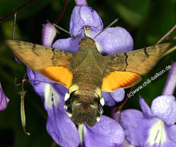 Taubenschwnzchen - Macroglossum stellatarum