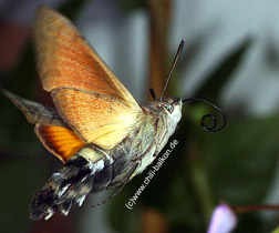 Taubenschwnzchen - Macroglossum stellatarum